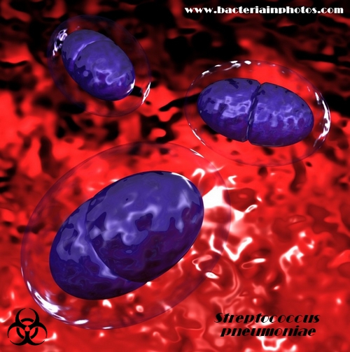 encapsulated pneumococci